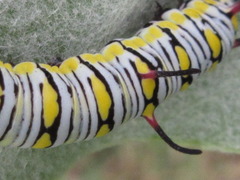 Danaus chrysippus