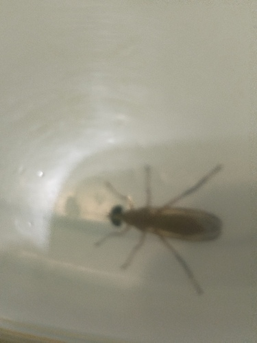 Ptecticus testaceus