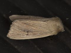 Mammifrontia rileyi