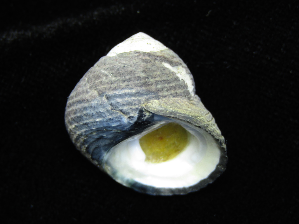 Diloma zelandicum