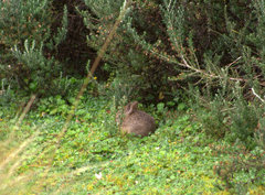 Sylvilagus andinus