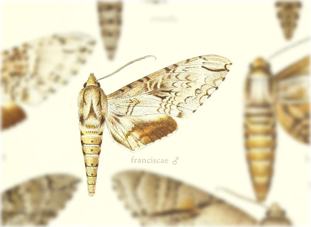 Manduca franciscae