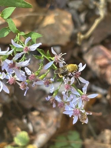 Unknown species found near Great Smoky Mountains National Park, Gatlinburg, TN, US