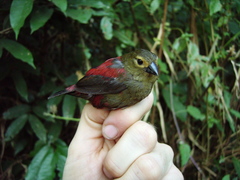 Cryptospiza reichenovii