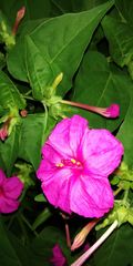 Mirabilis jalapa