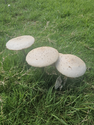 Chlorophyllum molybdites