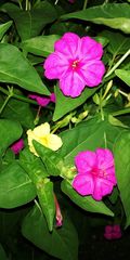 Mirabilis jalapa