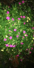 Mirabilis jalapa