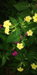 Mirabilis jalapa