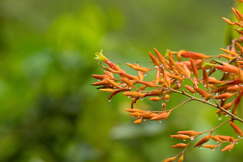 Deuterocohnia meziana