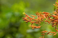 Deuterocohnia meziana