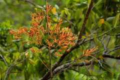 Deuterocohnia meziana, photograph (c) Thibaud Aronson, some rights reserved (CC BY-SA)