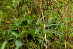 Deuterocohnia meziana, photograph (c) Thibaud Aronson, some rights reserved (CC BY-SA)