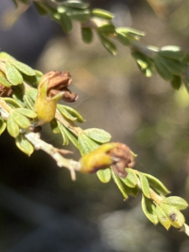 Limestone Pennypea (Wiborgiella sessilifolia)