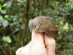 Cisticola brachypterus
