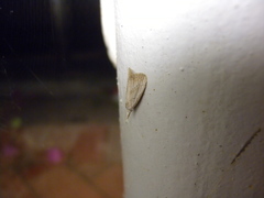 Meganola brunellus