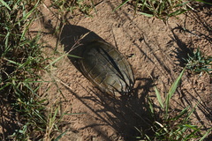 Kinosternon scorpioides scorpioides