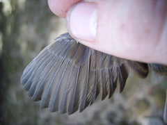 Cisticola brachypterus