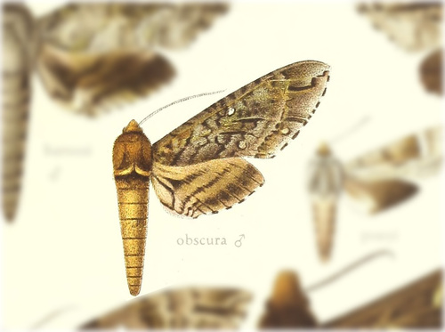 Manduca undata