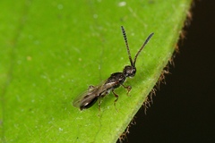 Spilomicrus