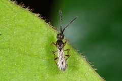 Spilomicrus