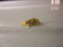 Orvasca subnotata