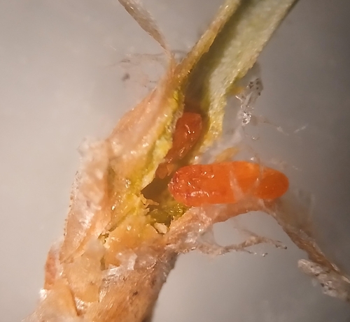 Thecodiplosis brachyntera