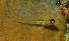Coryphopterus lipernes