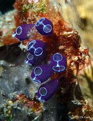 Clavelina puertosecensis