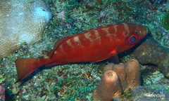 Heteropriacanthus cruentatus