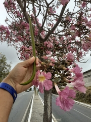 Tabebuia rosea