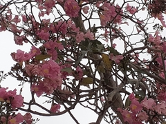 Tabebuia rosea