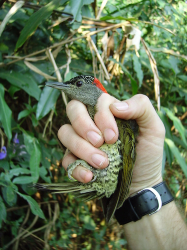 iNaturalist image