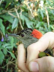 Campethera tullbergi