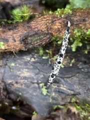 Tephromelataceae