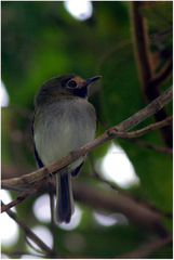 Hemitriccus granadensis