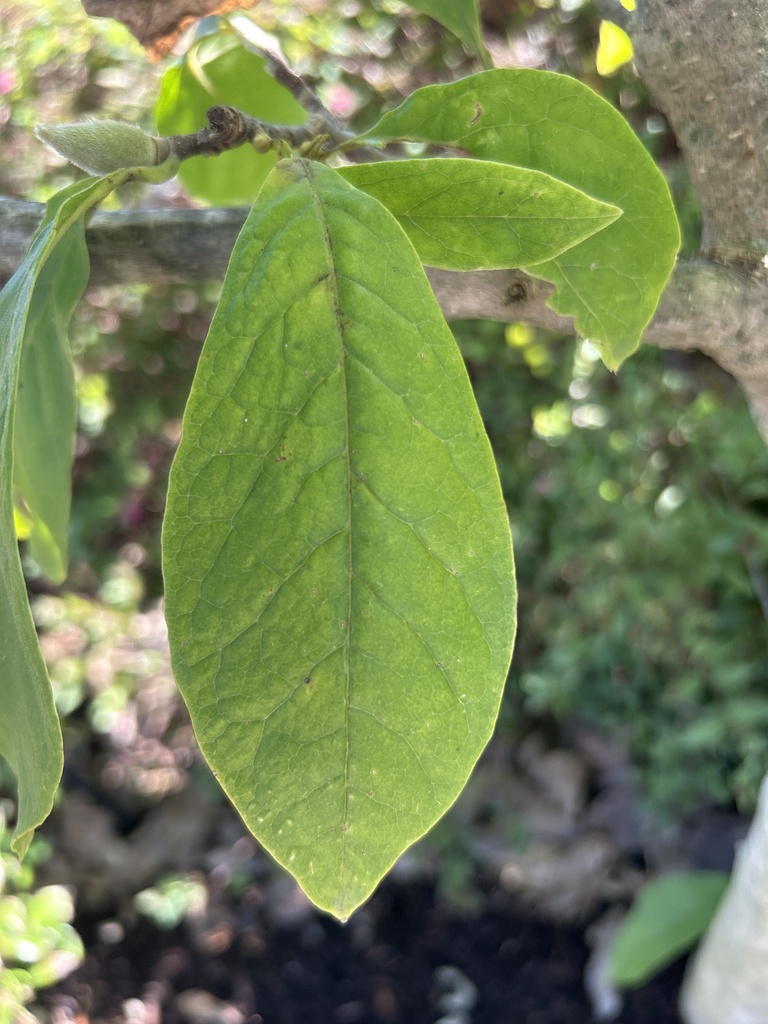 Magnolia × soulangeana
