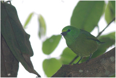 Chlorophonia cyanea