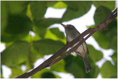 Atalotriccus pilaris