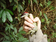 Campethera tullbergi
