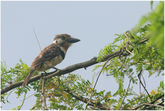 Hypnelus ruficollis