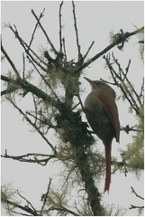 Cranioleuca hellmayri