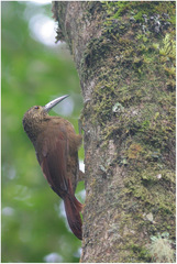 Xiphocolaptes promeropirhynchus