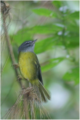 Myiothlypis conspicillata