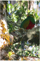 Pharomachrus fulgidus