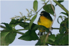 Myioborus flavivertex