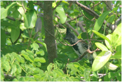 Sakesphorus canadensis