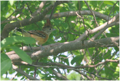Sakesphorus canadensis
