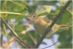Pachysylvia aurantiifrons