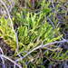 Issler's Clubmoss - Photo (c) nmehner, some rights reserved (CC BY-NC), uploaded by nmehner